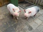 2 super lieve Göttinger borgjes, Dieren en Toebehoren, Schapen, Geiten en Varkens, Vrouwelijk, Varken