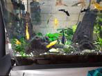 Guppy's en mollies te koop, Dieren en Toebehoren, Vissen | Aquariumvissen, Vis, Zoetwatervis
