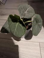 Knolletjes Alocasia Maharani, Ophalen of Verzenden, Overige soorten, Minder dan 100 cm