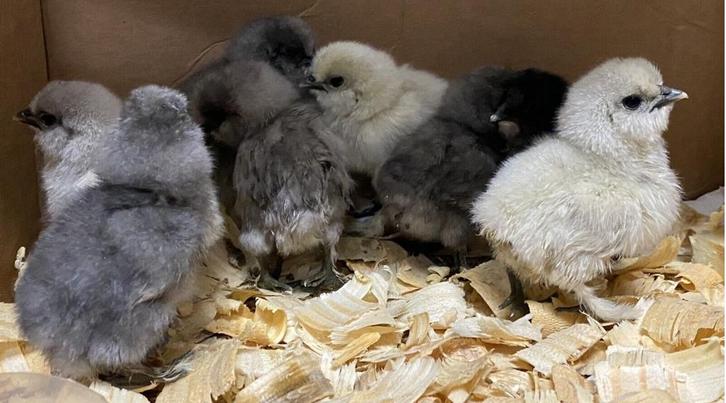 Zijdehoender hennen kuikens USA, Dieren en Toebehoren, Pluimvee