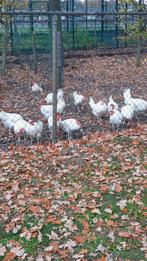 Gratis kippen, Dieren en Toebehoren, Pluimvee