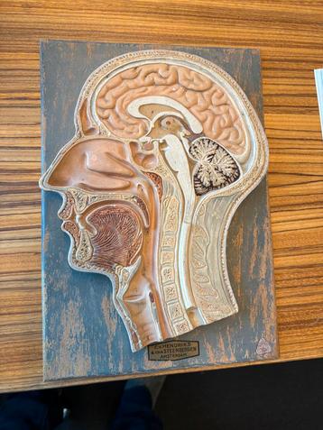 Anatomisch model zeer oud Osmos beschikbaar voor biedingen