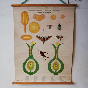 Schoolplaat Pollination and fertilization beschikbaar voor biedingen