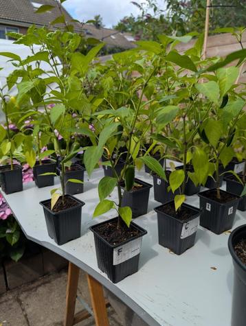 Paprika en Jalapeno Peper planten plantjes beschikbaar voor biedingen
