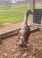 2 loopeenden, Dieren en Toebehoren, Meerdere dieren, Eend