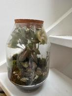 Terrarium met Fittonia & mossen, Vaste plant, Bloeit niet, Halfschaduw, Ophalen