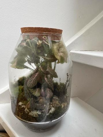 Terrarium met Fittonia & mossen beschikbaar voor biedingen