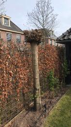 Catalpa boom te koop, Bolboom, Ophalen, 100 tot 250 cm