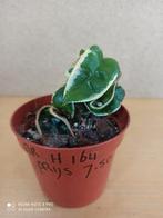 Hoya compacta regalis potmaat 8.5 nummer H164, Overige soorten, Minder dan 100 cm, Ophalen of Verzenden, Halfschaduw