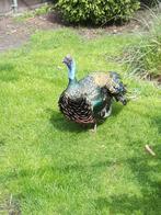 Honduras Pauwkalkoenen (Agriocharis Occelata), Meerdere dieren, Overige soorten