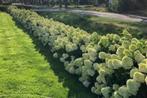 Hortensia, Hydrangea Lime Light!    In kraam aan de weg!, Halfschaduw, Zomer, Vaste plant, Overige soorten