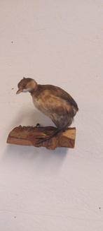Opgezette kleine fuut, Verzamelen, Ophalen of Verzenden, Vogel, Opgezet dier