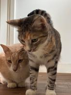 Yuki & Bobby zoeken dringend een thuis  ️, Dieren en Toebehoren, Katten en Kittens | Raskatten | Korthaar, Meerdere dieren, Gechipt