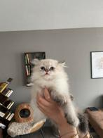 Schattige British kittens zoeken een liefdevol thuis, Dieren en Toebehoren, Katten en Kittens | Raskatten | Langhaar, Meerdere dieren