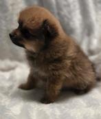 Te koop mooie dwergkees pups (pomeriaan), Parvo, Nederland, Keeshond, 8 tot 15 weken