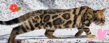 Bengaal poesje (v) raszuiver brown tabby beschikbaar voor biedingen