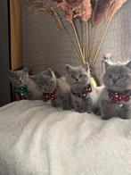 Britse korthaar kittens blauw, Dieren en Toebehoren, Meerdere dieren