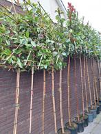 Glansmispel leibomen, Photinia Red Robin, Wintergroen, Ophalen, In pot, Leiboom