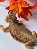Orange hypo trans color stripe vrouw, Hagedis, Tam, 3 tot 6 jaar