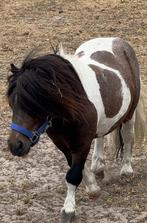 🎁Prachtige leuke ponys voor kleine prijs🎁‼️, Dieren en Toebehoren, Pony's, Gechipt, Niet van toepassing, 0 tot 2 jaar, A pony (tot 1.17m)