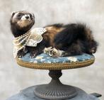 Prachtige opgezette bunzing, taxidermy, Victoriaans, Verzamelen, Dierenverzamelingen, Ophalen of Verzenden, Nieuw, Vogel, Opgezet dier