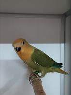 JONGE AGAPORNIS ROSEICOLLIS OM ZELF TAM TE MAKEN, Geslacht onbekend, Dwergpapegaai of Agapornis, Geringd