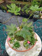 Te koop terracotta schaal met een fatsia japonica, Tuin en Terras, Planten | Tuinplanten, Overige soorten, Ophalen, Volle zon