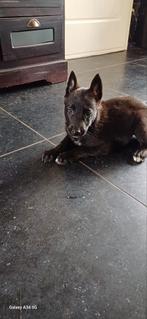 Hollandse herder te koop, Dieren en Toebehoren, Honden | Herdershonden en Veedrijvers, CDV (hondenziekte), 8 tot 15 weken, Meerdere