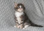🐾 100 %Maine Coon Kittens Zoeken Liefdevolle huisjes 🐾, Dieren en Toebehoren, Katten en Kittens | Raskatten | Langhaar, Meerdere dieren