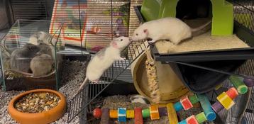 Jonge zeer tamme ratten ( man) direct van de fokker beschikbaar voor biedingen
