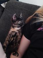 Lief binnen / buiten poesje (5-6 Maanden), Poes, Kortharig, 0 tot 2 jaar