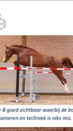 Sport pony te koop miraculou x Guidam E pony, Zadelmak, Springpony, E pony (1.48m - 1.57m), Gechipt