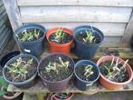 Hemerocallis (daglelie), Tuin en Terras, Overige soorten, Volle zon, Vaste plant, Ophalen of Verzenden