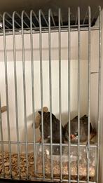 Zebravink, Dieren en Toebehoren, Vogels | Overige Vogels, Meerdere dieren