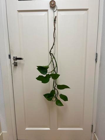 Epipremnum Aureum Stekken kamerplant beschikbaar voor biedingen