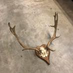Antiek damhert gewei,hertengewei, geweien, wand decoratie, Ophalen