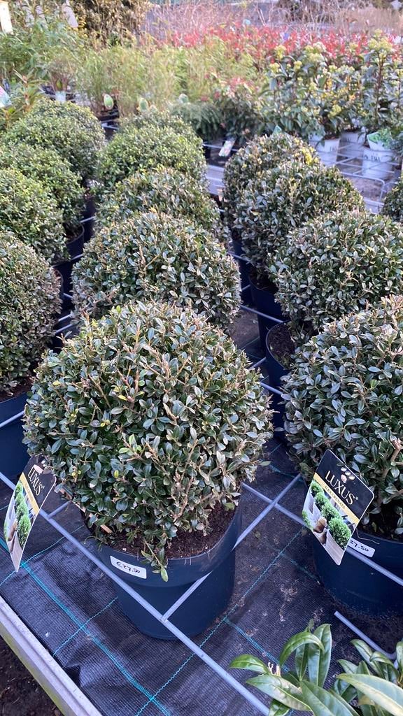 Ilex crenata bollen 2maten, Ophalen, Overige soorten, Halfschaduw