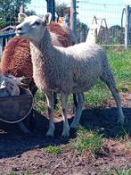 ooischaap, Dieren en Toebehoren, Schapen, Geiten en Varkens, Vrouwelijk, Schaap, 0 tot 2 jaar