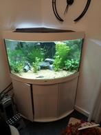 Aquariums  Juwel Aquarium Trigon 190 Led 70x70x60 cm . 190 L, Ophalen, Gebruikt, Leeg aquarium