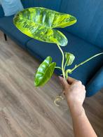 Philodendron burle marx variegata stek, Huis en Inrichting, Kamerplanten, Ophalen of Verzenden, Halfschaduw, Minder dan 100 cm