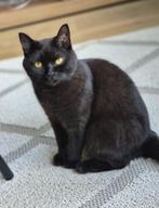 Kater, Dieren en Toebehoren, Kater, Gechipt, 0 tot 2 jaar