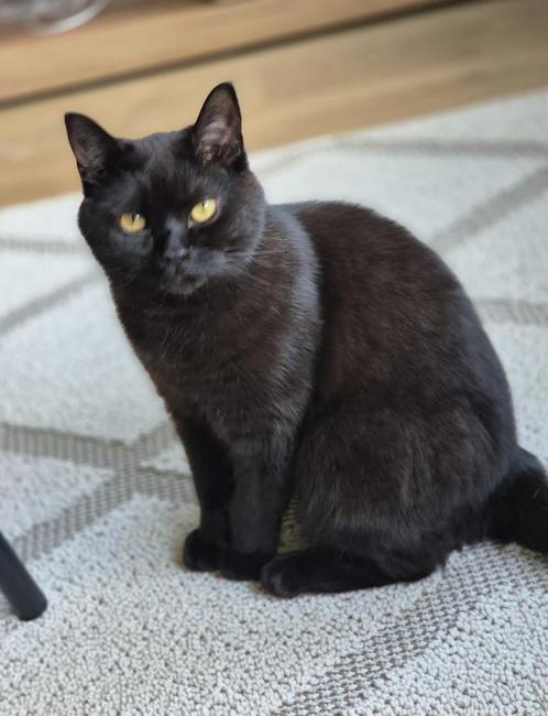 Kater, Dieren en Toebehoren, Katten en Kittens | Raskatten | Korthaar, Kater, 0 tot 2 jaar, Gechipt, Ontwormd, Ingeënt