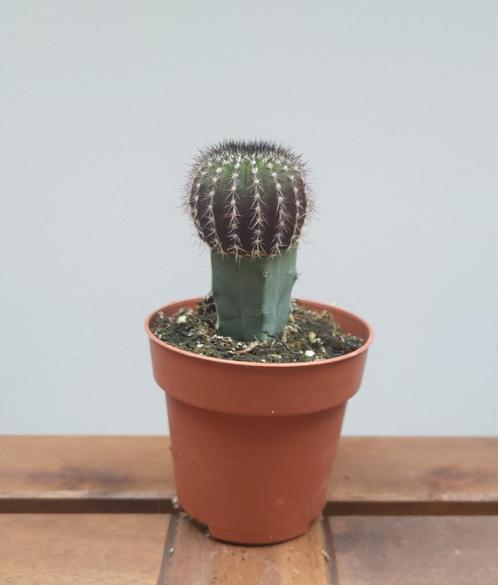 Uebelmannia Pectinifera (grafted) | Ø8,5cm H14cm, Huis en Inrichting, Kamerplanten, Cactus, Minder dan 100 cm, Ophalen of Verzenden