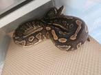 Koningspython- python regius- ballpython, Dieren en Toebehoren, Slang