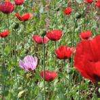 Mix papaver (6000 zaden) Biologische Zaden Klaproos, Verzenden, Voorjaar, Volle zon, Zaad