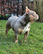 🥰Schitterende Dekreu isabella & tan franse bulldog Sjors 🥰, Dieren en Toebehoren, Honden | Dekreuen, Fokker | Hobbymatig, Reu