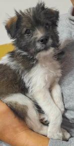 MENSGERICHTE PUP, DRAGO , REUTJE, KLEINE MIDDELMAAT ( IN NL), Dieren en Toebehoren, Honden | Niet-rashonden, Particulier, 15 weken tot 1 jaar