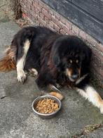 Gezocht Tibetaanse mastiff pup ., HCC (leverziekte), Overige rassen, 8 tot 15 weken, Buitenland