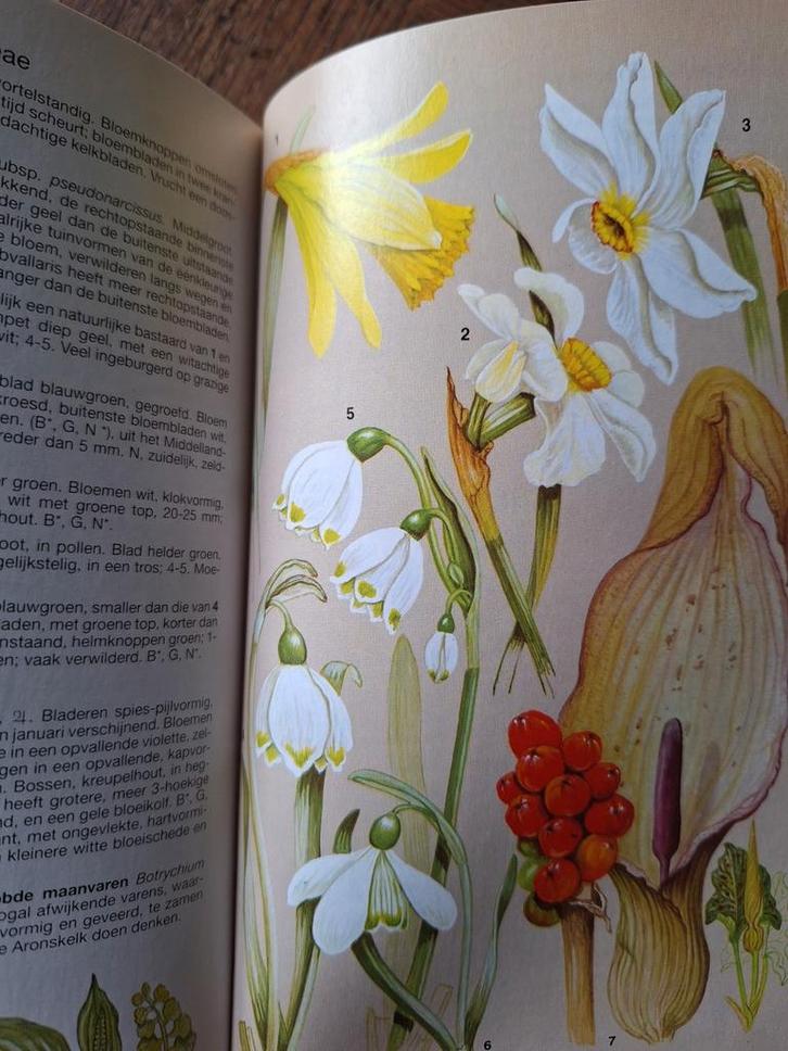 'Bloemengids Wilde Bloemen van Noordwest-Europa' Botanisch, Boeken, Natuur, Zo goed als nieuw, Bloemen, Planten en Bomen, Ophalen of Verzenden
