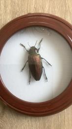 Opgezette Kever Euchroma Giganteum  uit Bolivia, Verzamelen, Ophalen of Verzenden, Nieuw, Insect, Opgezet dier